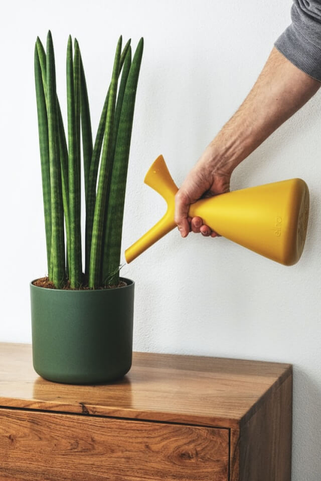 plants shop product gallery img 9 plants shop product gallery img 9